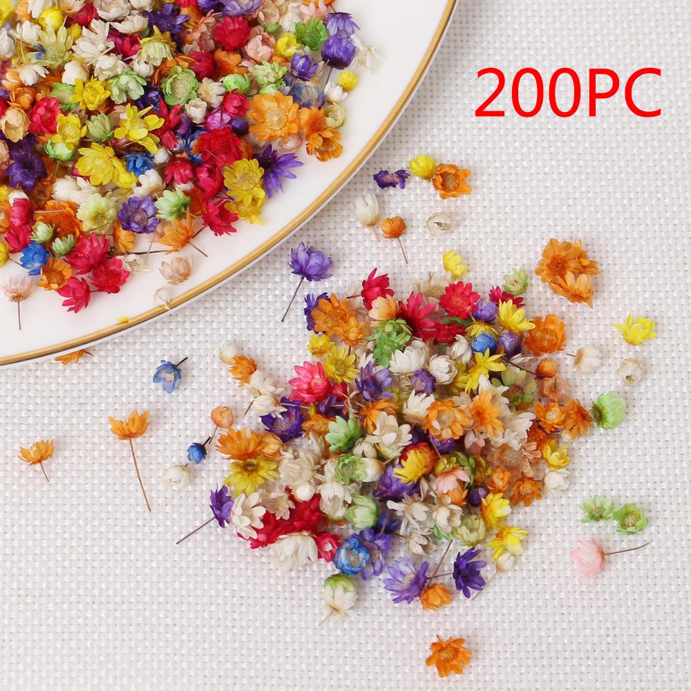 200pcs Bag Dried Flowers - Epoxynoob