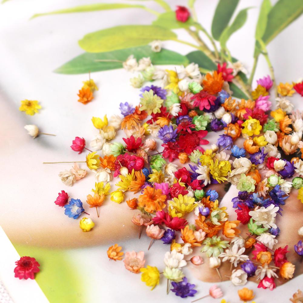 200pcs Bag Dried Flowers - Epoxynoob